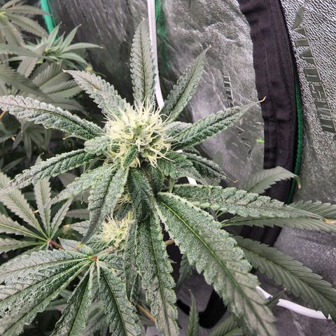 Ex-Wife growlog timeline photo