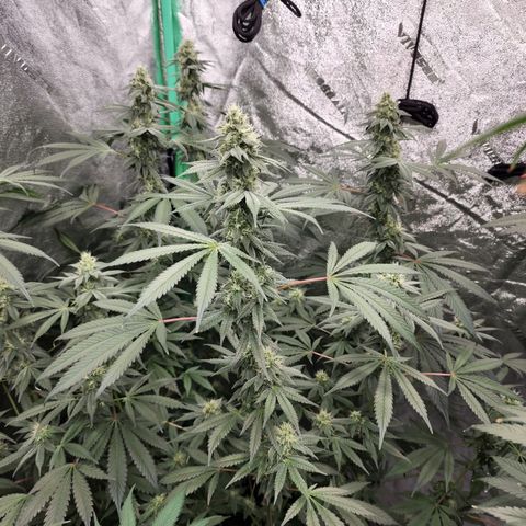 Ex-Wife growlog timeline photo