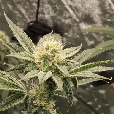 Ex-Wife growlog timeline photo