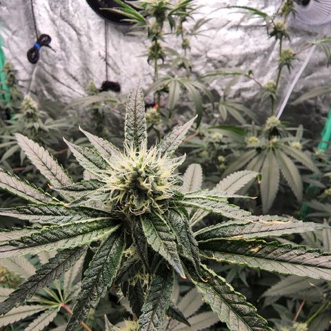 Ex-Wife growlog timeline photo