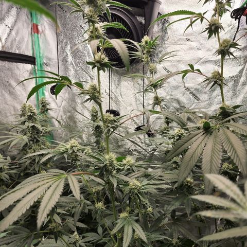 Ex-Wife growlog timeline photo