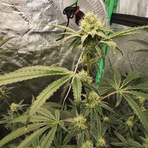 Ex-Wife growlog timeline photo