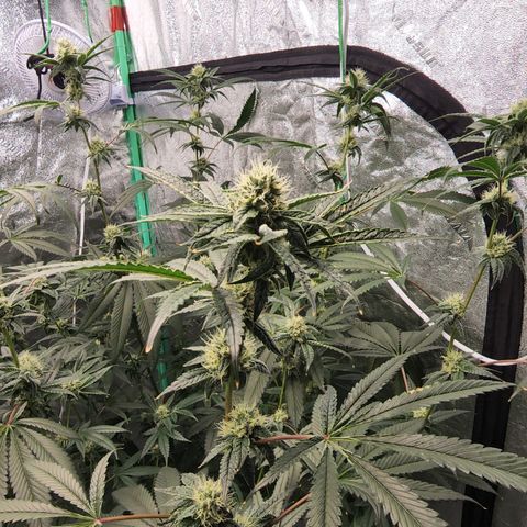 Ex-Wife growlog timeline photo