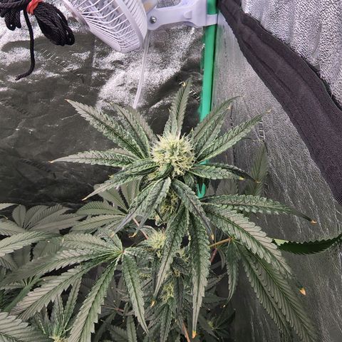 Ex-Wife growlog timeline photo