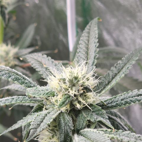 Ex-Wife growlog timeline photo