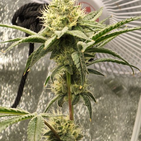 Ex-Wife growlog timeline photo