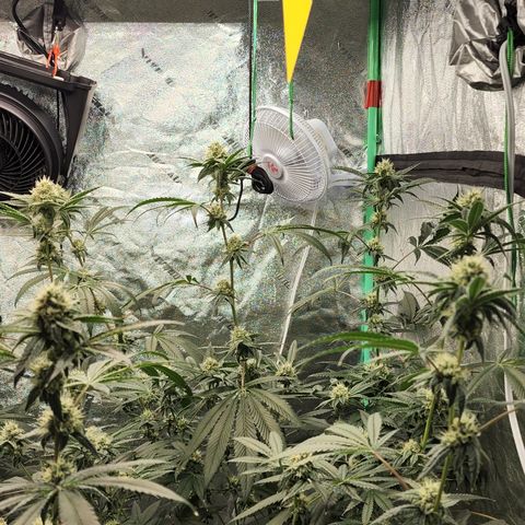 Ex-Wife growlog timeline photo