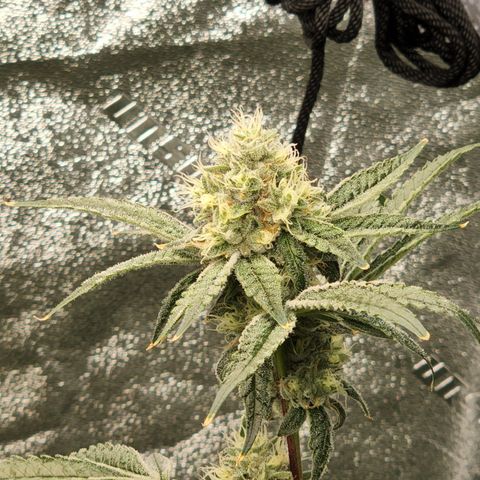 Ex-Wife growlog timeline photo