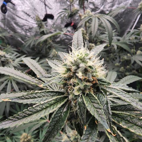 Ex-Wife growlog timeline photo