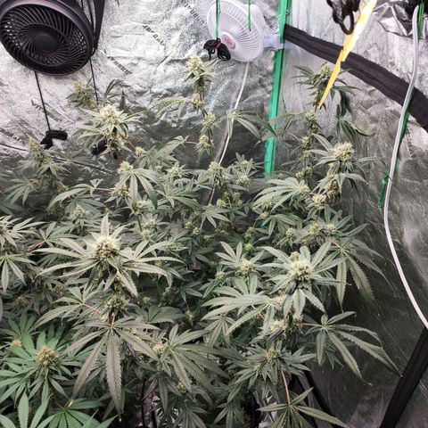 Ex-Wife growlog timeline photo