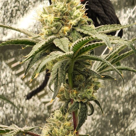 Ex-Wife growlog timeline photo