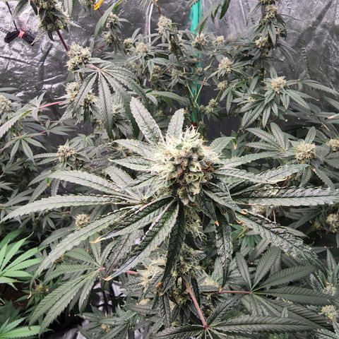 Ex-Wife growlog timeline photo