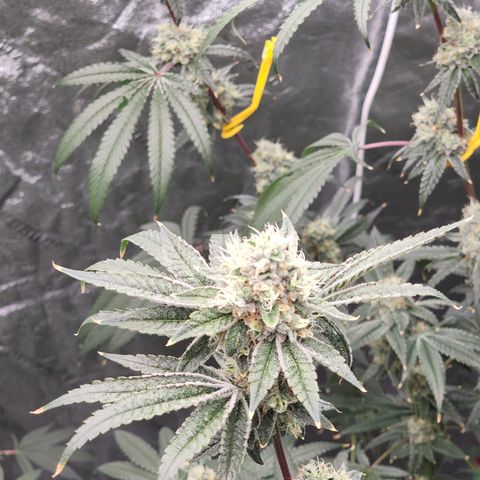 Ex-Wife growlog timeline photo