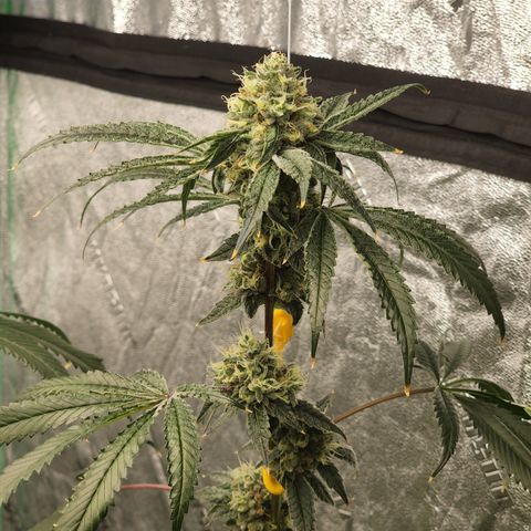 Ex-Wife growlog timeline photo