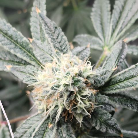 Ex-Wife growlog timeline photo