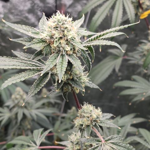 Ex-Wife growlog timeline photo