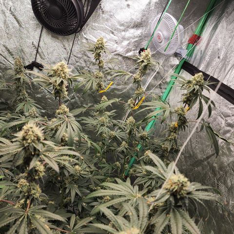 Ex-Wife growlog timeline photo