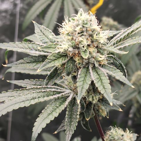 Ex-Wife growlog timeline photo