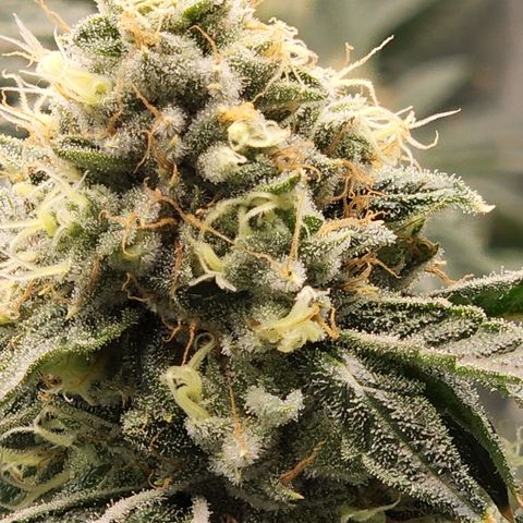 Ex-Wife growlog timeline photo