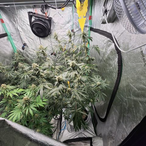 Ex-Wife growlog timeline photo