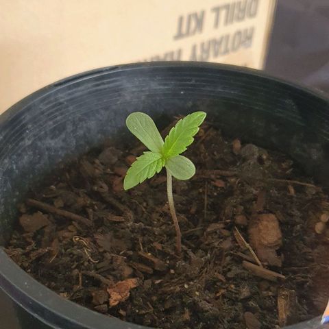Flo growlog photo: 11:54am
