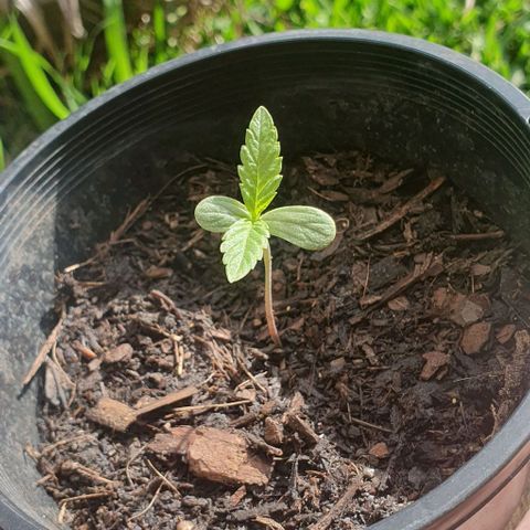 Flo growlog photo: 3:00pm