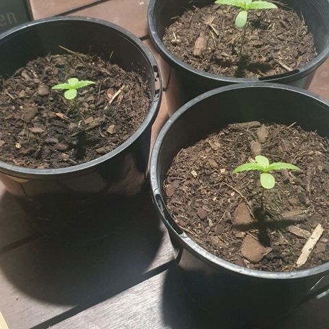Flo growlog timeline photo