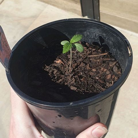 Flo growlog photo: 10:37am