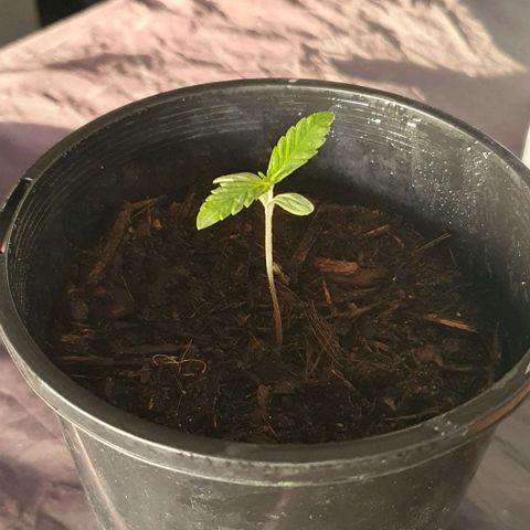 Flo growlog photo: 5:00pm