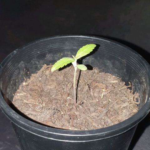 Flo growlog photo: 10:51pm