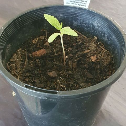 Flo growlog photo: 11:15am