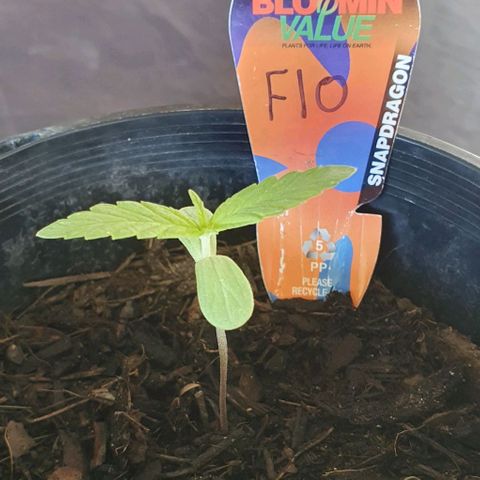 Flo growlog timeline photo
