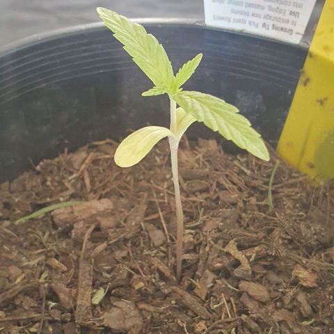 Flo growlog photo: 1:11pm