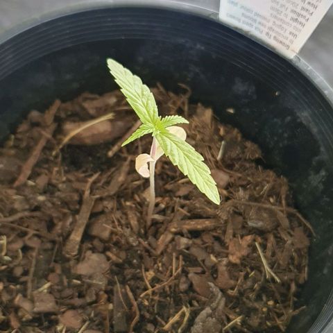 Flo growlog photo: 10:57am:
Notice the wilted cotyledon and the other one is yellowing