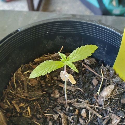 Flo growlog photo: 11:55am