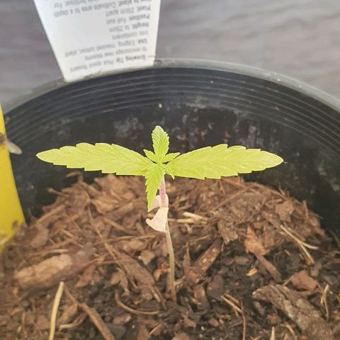 Flo growlog photo: 2:43pm