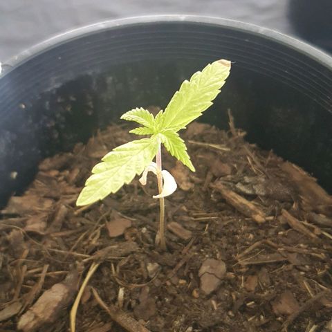 Flo growlog photo: 11:43am