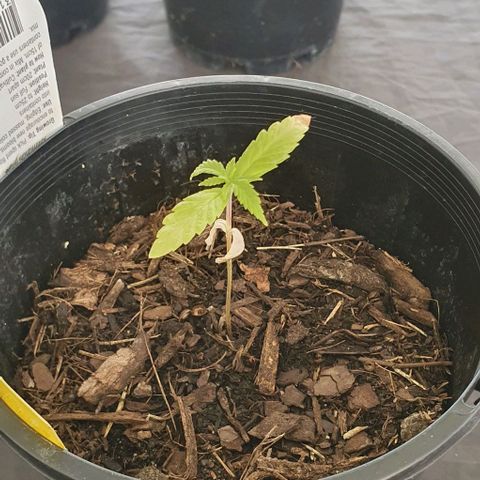 Flo growlog photo: 1:55pm:
Notice her leaf turning brown on the top.