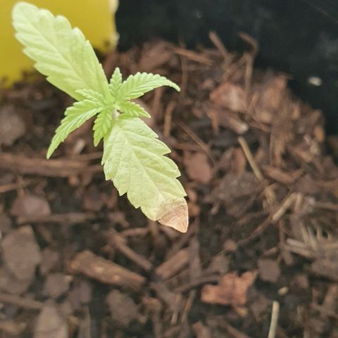Flo growlog photo: 1:56pm:
Close-up of the browning leaf tip.