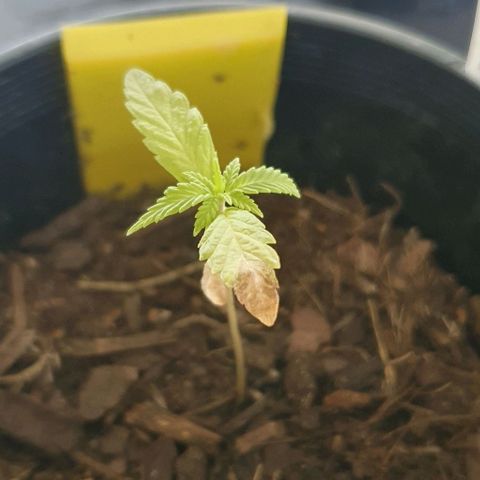 Flo growlog timeline photo