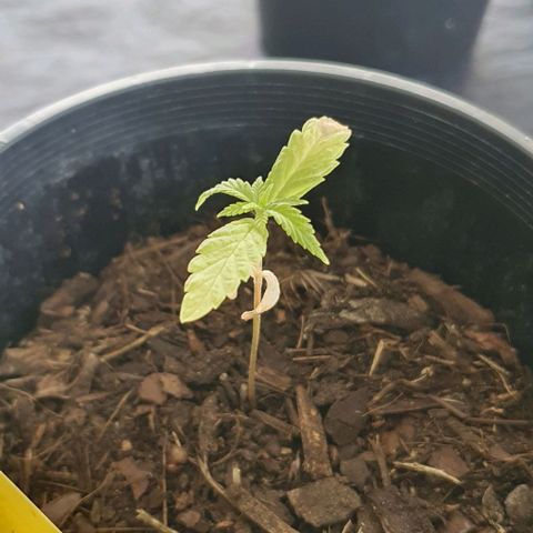 Flo growlog photo: 9:40am:
Notice her leaf is still turning brown from the tip and has gotten worse.