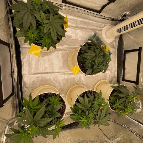 2nd Grow Mimosa growlog photo: Im Endtopf