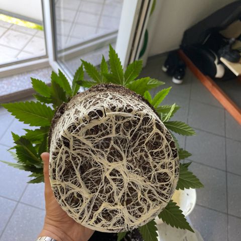 2nd Grow Mimosa growlog timeline photo