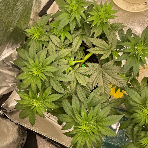 2nd Grow Mimosa growlog photo: Mimosa Schöne Büsche durch LST