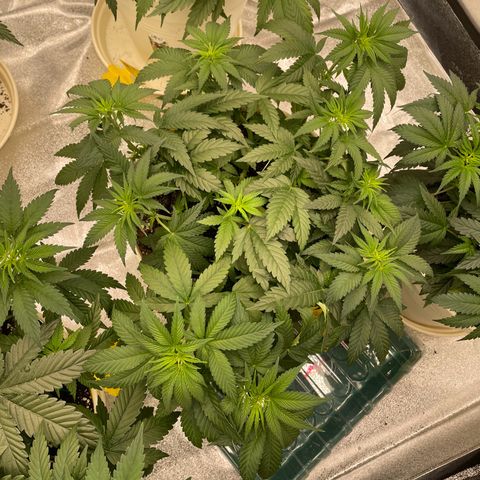 2nd Grow Mimosa growlog photo: Mimosa Schöne Büsche durch LST