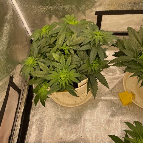 2nd Grow Mimosa growlog photo: Mimosa Schöne Büsche durch LST