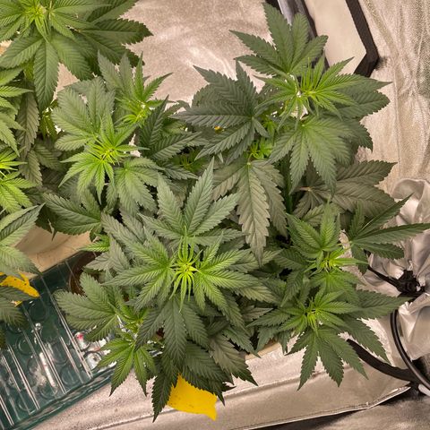 2nd Grow Mimosa growlog photo: Mimosa Schöne Büsche durch LST