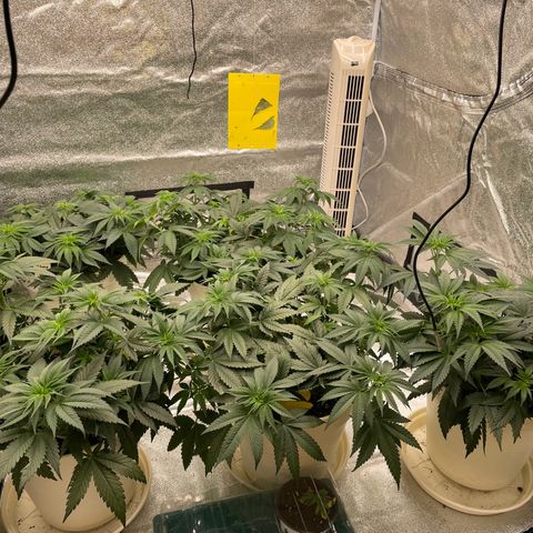 2nd Grow Mimosa growlog timeline photo