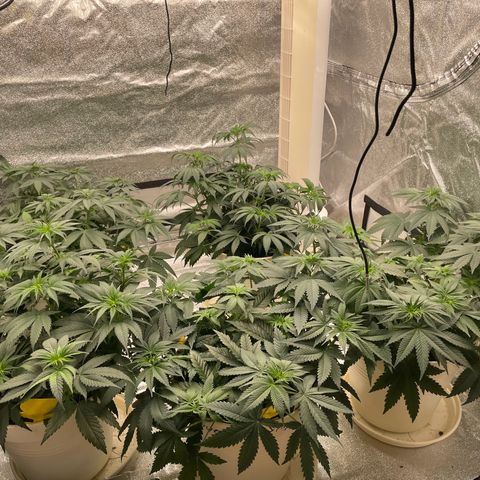 2nd Grow Mimosa growlog timeline photo