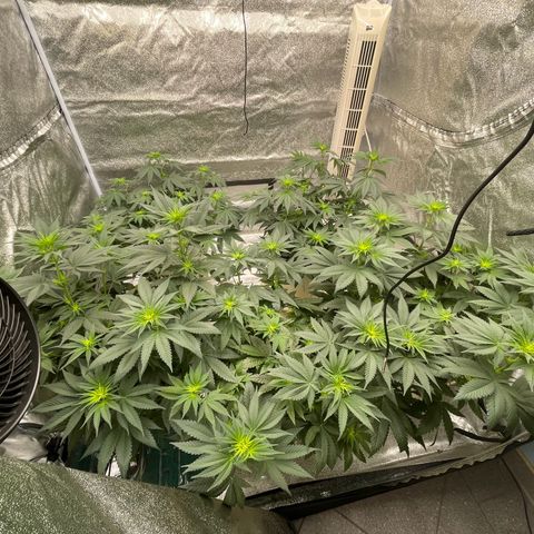 2nd Grow Mimosa growlog photo: Blüte Woche 2 Start
